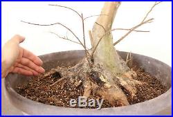 Flowering Bonsai, Crape Myrtle, Massive base, Amazing Taper and Roots, Deadwood