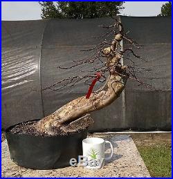 Flowering Bonsai tree! Crape Myrtle, Nice Trunk Movement+ Roots, Fully Styled