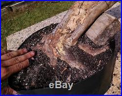 Flowering Bonsai tree! Crape Myrtle, Nice Trunk Movement+ Roots, Fully Styled