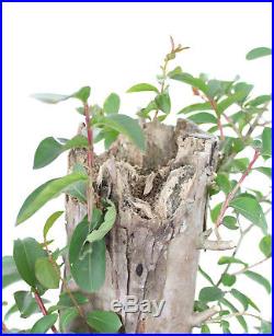 Flowering Bonsai tree! Crape Myrtle, Purple Flowers, Prebonsai, Old Tree #1