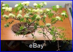 Flowering Brazilian Raintree Bonsai 12 Years Old Wired Beautiful