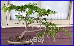 Flowering Brazilian Raintree Bonsai 12 Years Old Wired Beautiful