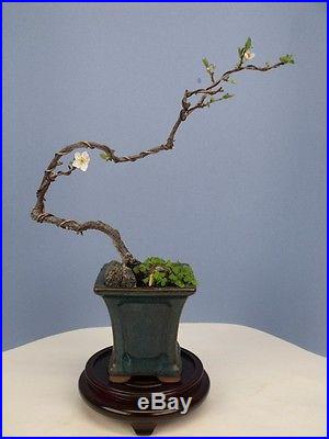 Flowering Cherry Specimen Shohin Bonsai Tree compare to maple or crabapple