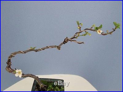 Flowering Cherry Specimen Shohin Bonsai Tree compare to maple or crabapple