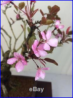 Flowering Fruiting Crabapple Specimen Bonsai Tree Malus Japanese Yamaaki Pot