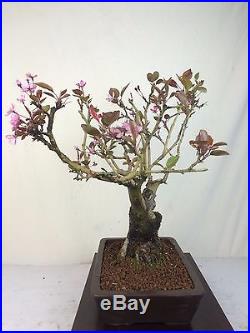 Flowering Fruiting Crabapple Specimen Bonsai Tree Malus Japanese Yamaaki Pot