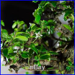 Flowering Fukien Tea Chuhin Bonsai Tree Carmona Microphylla # 4514_1