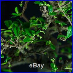 Flowering Fukien Tea Chuhin Bonsai Tree Carmona Microphylla # 4514_1