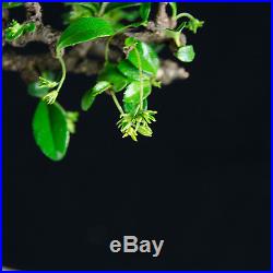 Flowering Fukien Tea Shohin Bonsai Tree Carmona Microphylla # 9333_1