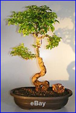 Flowering Ligustrum Bonsai Tree Curved Trunk & Tiered Branching Style ligustrum