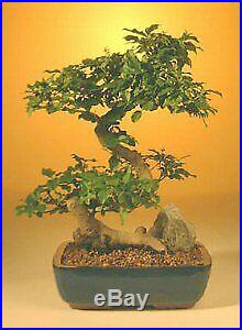Flowering Ligustrum Bonsai Tree Large Curved Trunk Style (ligustrum lucidum)