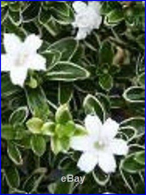 Flowering Mount Fuji Serissa With Raised Roots Indoor 7 years old, 7 tall