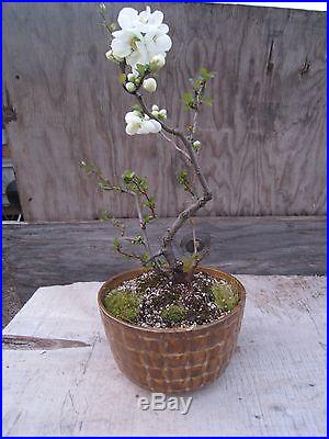 Flowering Quince Bonsai Tree 'Jet Trail