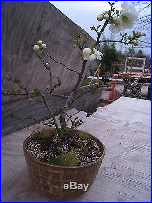 Flowering Quince Bonsai Tree 'Jet Trail