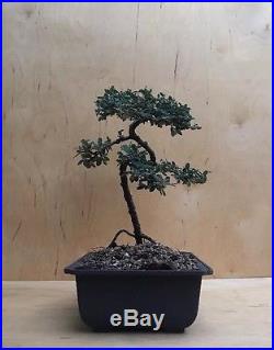 Flying Dragon Cotoneaster Flowering Fruiting Bonsai Tree Berries Small Leaf