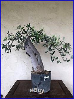 Fruiting, Big trunk olive bonsai, pre bonsai, specimen