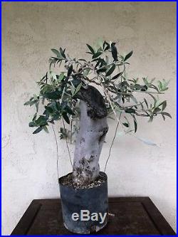 Fruiting, Big trunk olive bonsai, pre bonsai, specimen
