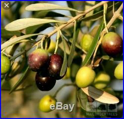 Fruiting Olive Tree, Bonsai Tree, SALE