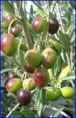 Fruiting Olive Tree, Bonsai Tree, Sale