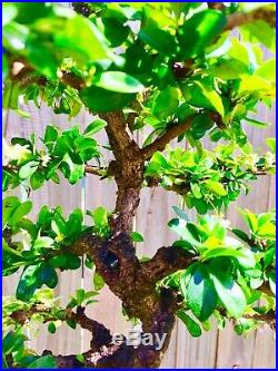 Fujian (Fukien) Tea Blooming Bonsai Tree S Curved Trunk 8 years Indoor /Out