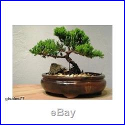 Fukien Chinese Japanese Bonsai Tree Plant Elm Juniper Outside Garden Peace Decor