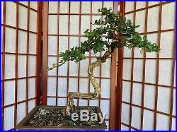 Fukien Tea Blooming Bonsai Tree 1 1/4 Literati Style Trunk Indoor/Outdoor
