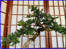 Fukien Tea Blooming Bonsai Tree 1 1/4 Literati Style Trunk Indoor/Outdoor