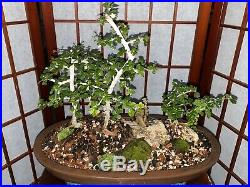 Fukien Tea Blooming Bonsai Tree Forest Style Indoor/Outdoor