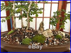 Fukien Tea Blooming Bonsai Tree Forest Style Indoor/Outdoor