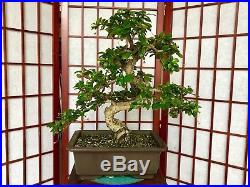 Fukien Tea Bonsai Aprox 10years Old 2 1/4 Trunk With Amazing Movement & Flowers