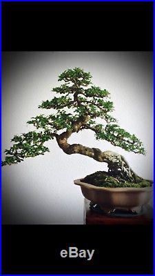 Fukien Tea Bonsai Aprox 10years Old 2 1/4 Trunk With Amazing Movement & Flowers