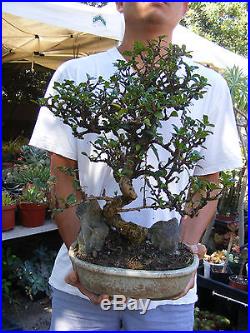 Fukien Tea Carmona Bonsai Tree Trunk 1 inch diameter