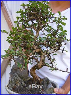 Fukien Tea Carmona Bonsai Tree with Stones Trunk 1 inch diameter