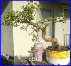 Fukien Tea Tree Pre Bonsai Dwarf Kifu Big Fat Nice Movement Trunk White Flowers