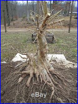 Fused Trunk Trident Maple. Twisted Trunk Sumo Style