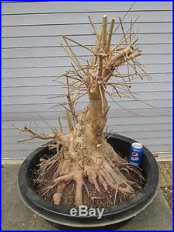 Fused Trunk Trident Maple. Twisted Trunk Sumo Style