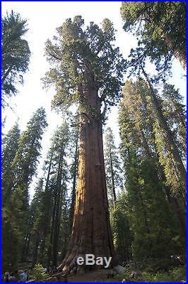 GIANT SEQUOIA TREE SEEDS- Sierra Redwood, FRESH LARGEST