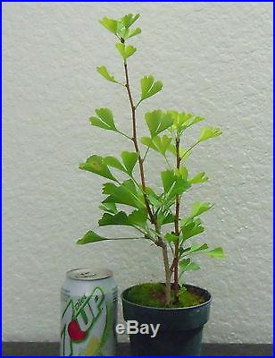 Gingko biloba tree for shohin mame bonsai chi chi small leaves multiple list