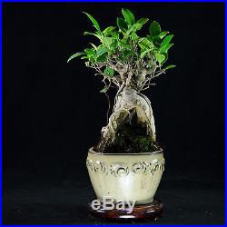 Ginseng Ficus Shohin Bonsai Tree Ficus Microcarpa # 8881_1