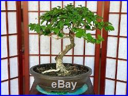Gmelina Bonsai 5+ Years Old 1 3/4trunk 5roots. Rare Species