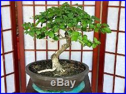 Gmelina Bonsai 5+ Years Old 1 3/4trunk 5roots. Rare Species