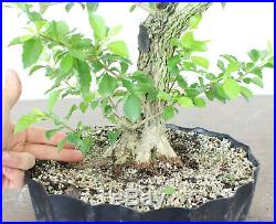 Gold Mound Duranta, Awesome roots and trunk, Field Grown, Quality Prebonsai
