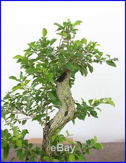 Gold Mound Duranta, Awesome roots and trunk, Field Grown, Quality Prebonsai