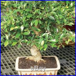 Golden Gate Ficus Bonsai Tree Plant Indoor Home or Office 15 years old 16 inches