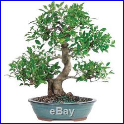 Golden Gate Ficus Bonsai Tropical Beauty Indoor Bonsai 20 Years old Best Plant