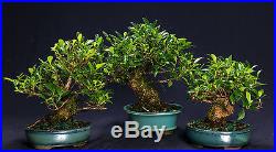 Golden Gate Ficus Indoor Bonsai Tree Tropical Import Bonsa Tree GGF0514