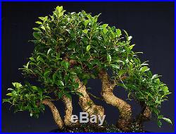 Golden Gate Ficus Indoor Bonsai Tree Tropical Import Bonsa Tree GGF8014