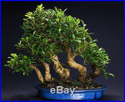 Golden Gate Ficus Indoor Bonsai Tree Tropical Import Bonsa Tree GGF8014