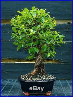 Golden Gate Ficus Indoor Bonsai Tree Tropical Import GGF-1030A