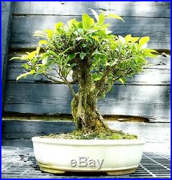 Golden Gate Ficus Indoor Bonsai Tree Tropical Import GGF-515A